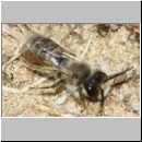 Andrena flavipes - Sandbiene m001c 10mm - Sandgrube Niedringhaussee-det.jpg